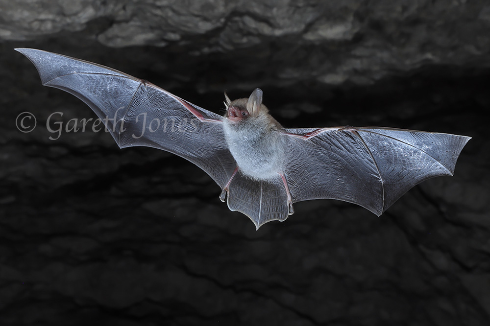 Natterer's bat